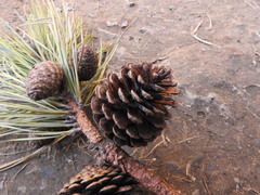 Pinus teocote