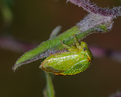 Stictocephala bisonia