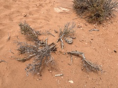Coleogyne ramosissima
