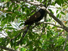 Centropus phasianinus