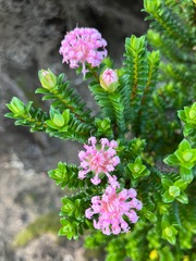 Pimelea ferruginea