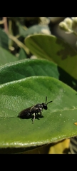 Hylaeus