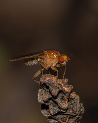 Suillia laevis