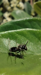Hylaeus
