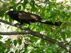 Centropus phasianinus