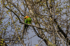 Polytelis swainsonii