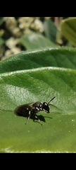 Hylaeus