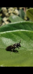 Hylaeus