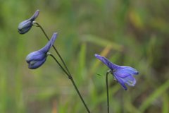 Delphinium pedatisectum