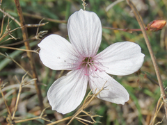 Linum tenuifolium