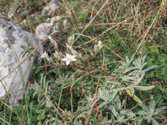 Minuartia glomerata