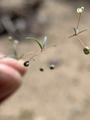 Hypertelis umbellata