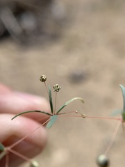 Hypertelis umbellata
