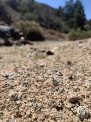 Hypertelis umbellata