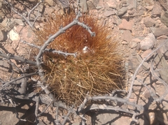 Parodia stuemeri
