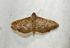 Pilocrocis ramentalis