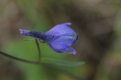 Delphinium pedatisectum