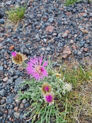 Psephellus caucasicus