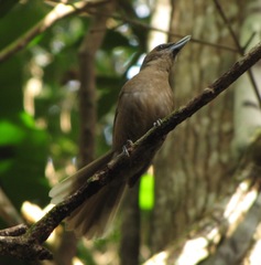 Clytorhynchus pachycephaloides