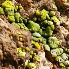 Acarospora socialis