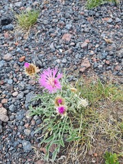 Psephellus caucasicus