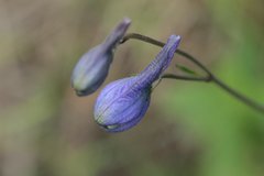 Delphinium pedatisectum