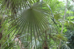 Coccothrinax readii