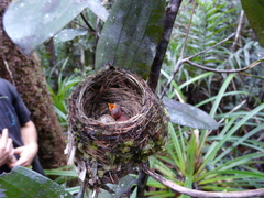 Eopsaltria flaviventris