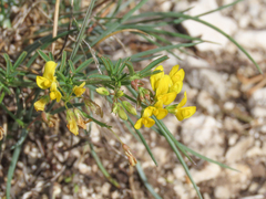 Medicago prostrata