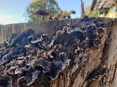 Auricularia mesenterica