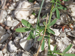 Medicago prostrata