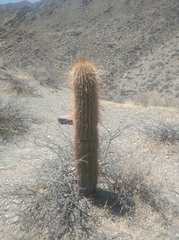 Trichocereus