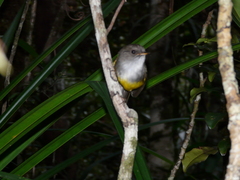 Eopsaltria flaviventris