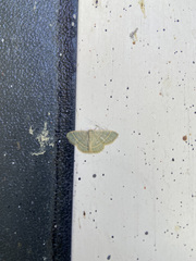 Chlorochlamys chloroleucaria