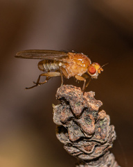 Suillia laevis