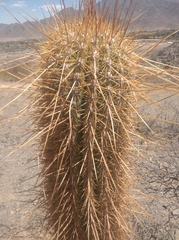 Trichocereus