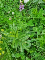 Gentiana cruciata