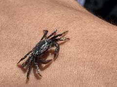 Pachygrapsus crassipes