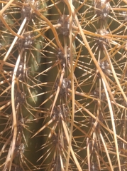 Trichocereus