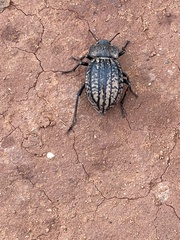 Philolithus sordidus