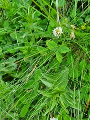 Gentiana cruciata