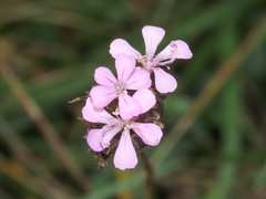 Petrorhagia prolifera