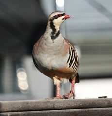Alectoris chukar