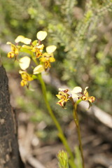 Diuris pardina