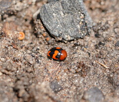 Ditropidus pulchellus