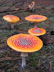 Amanita muscaria