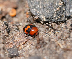 Ditropidus pulchellus