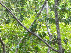 Drepanoptila holosericea