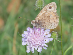 Nymphalidae