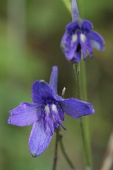 Delphinium pedatisectum